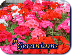 F1 Geraniums
