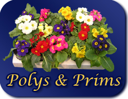 Polys & Prims