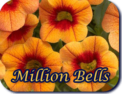 Million Bells
