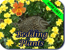 Bedding Plants