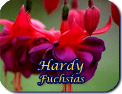 Hardy Fuchsias