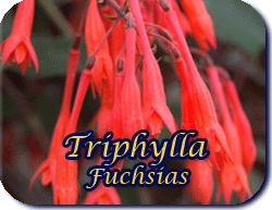 Triphylla Hybrid Fuchsias