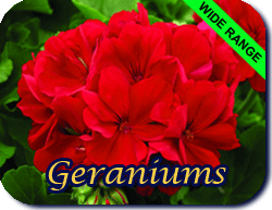 Geraniums