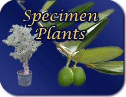Specimen Plants