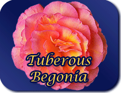 Trailing Tuberous Begonias