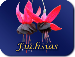 Fuchsias
